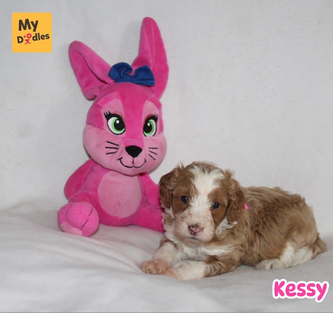 Kessy