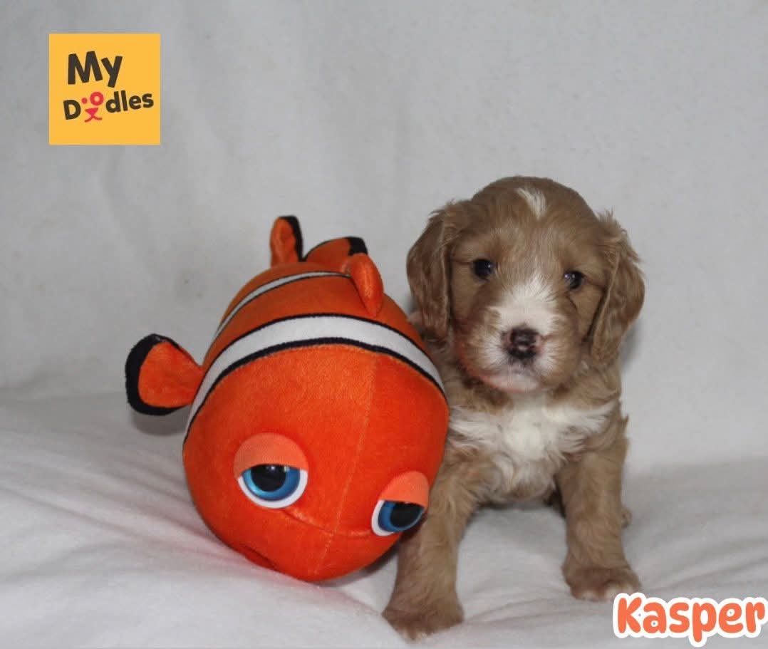 Kasper