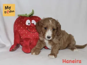 Haneira