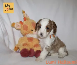 Lumi