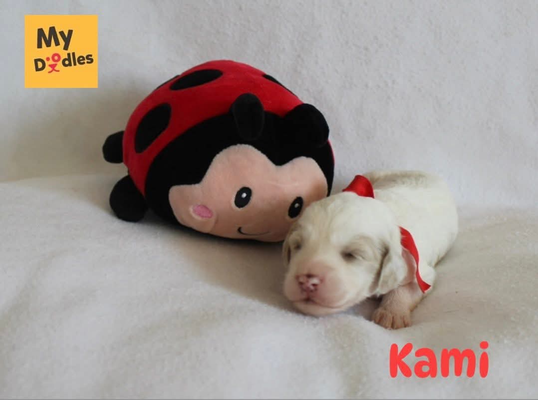 Kami