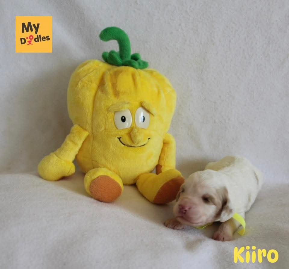Kiiro