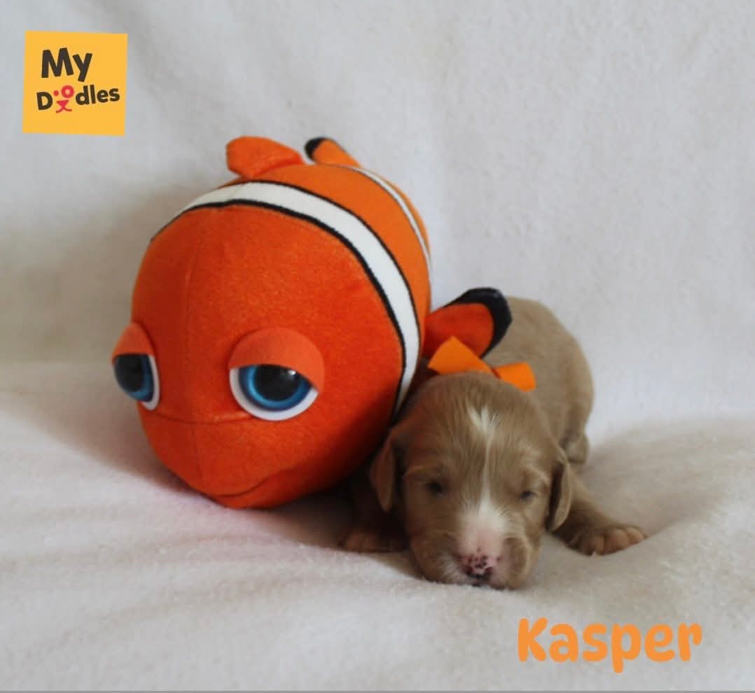 Kasper