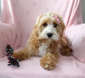 Dolly