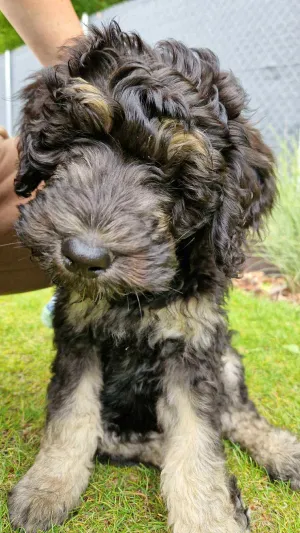 Finley