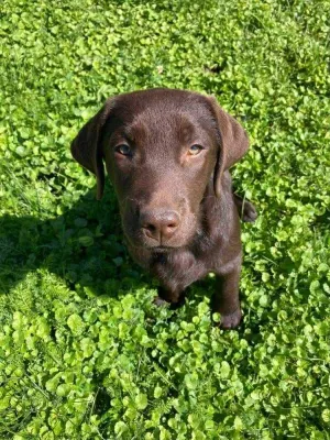 Cora