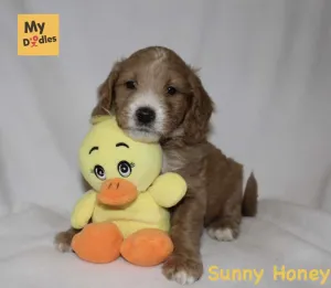Honey