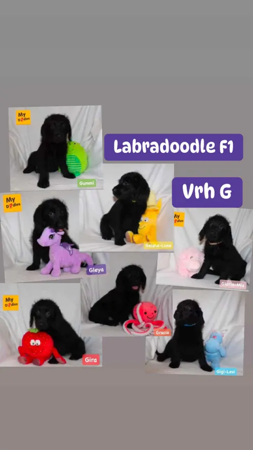 Vrh G
