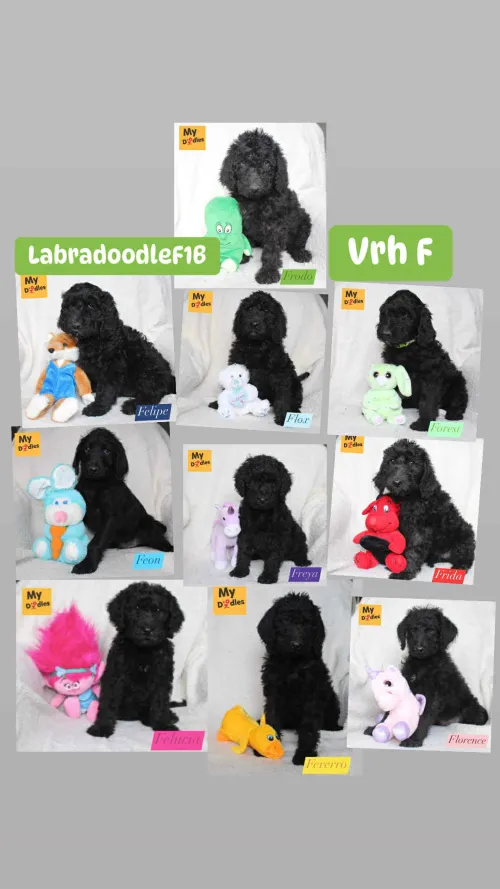 Vrh F